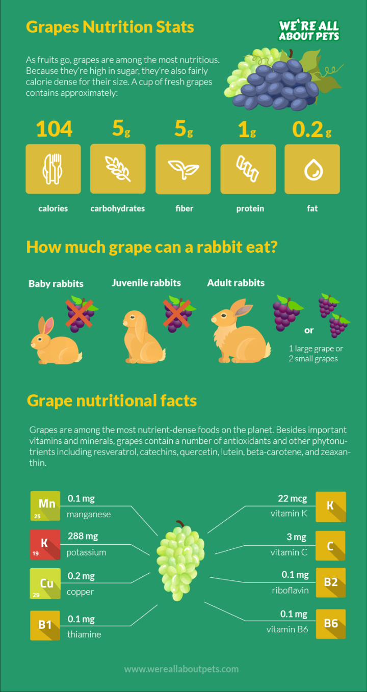 Can Rabbits Eat Grapes? - We
