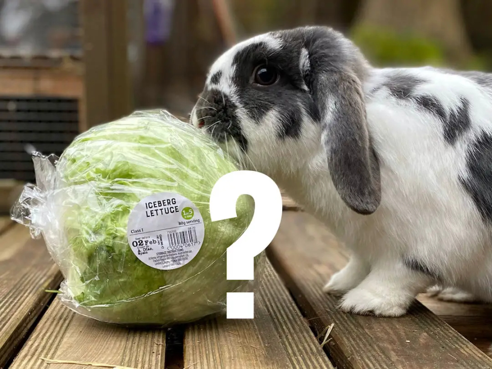 Can rabbits eat iceberg lettuce? - New Rabbit Owner