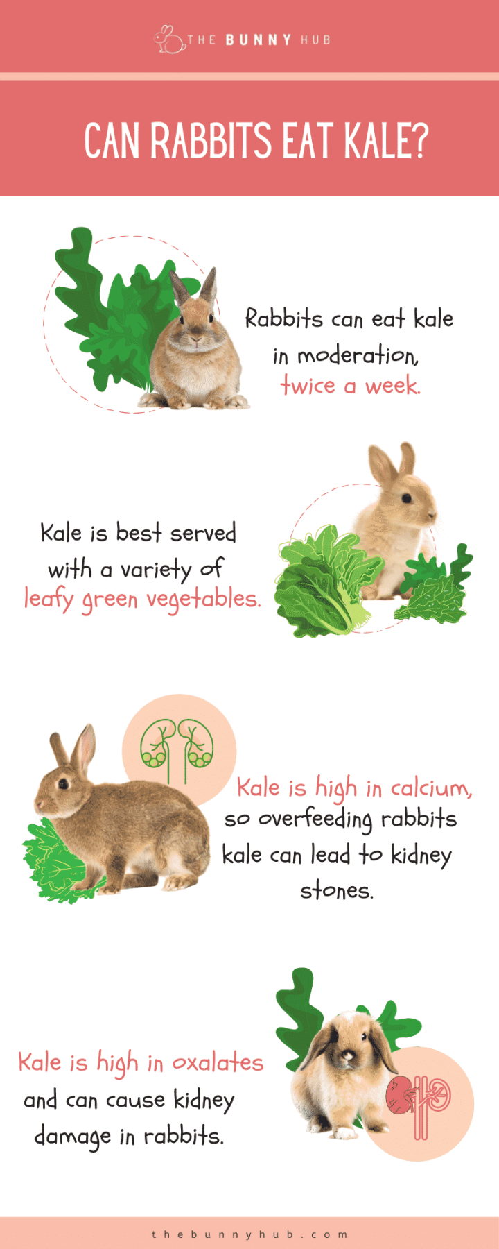 Can Rabbits Eat Kale? The Surprising Answer - The Bunny Hub