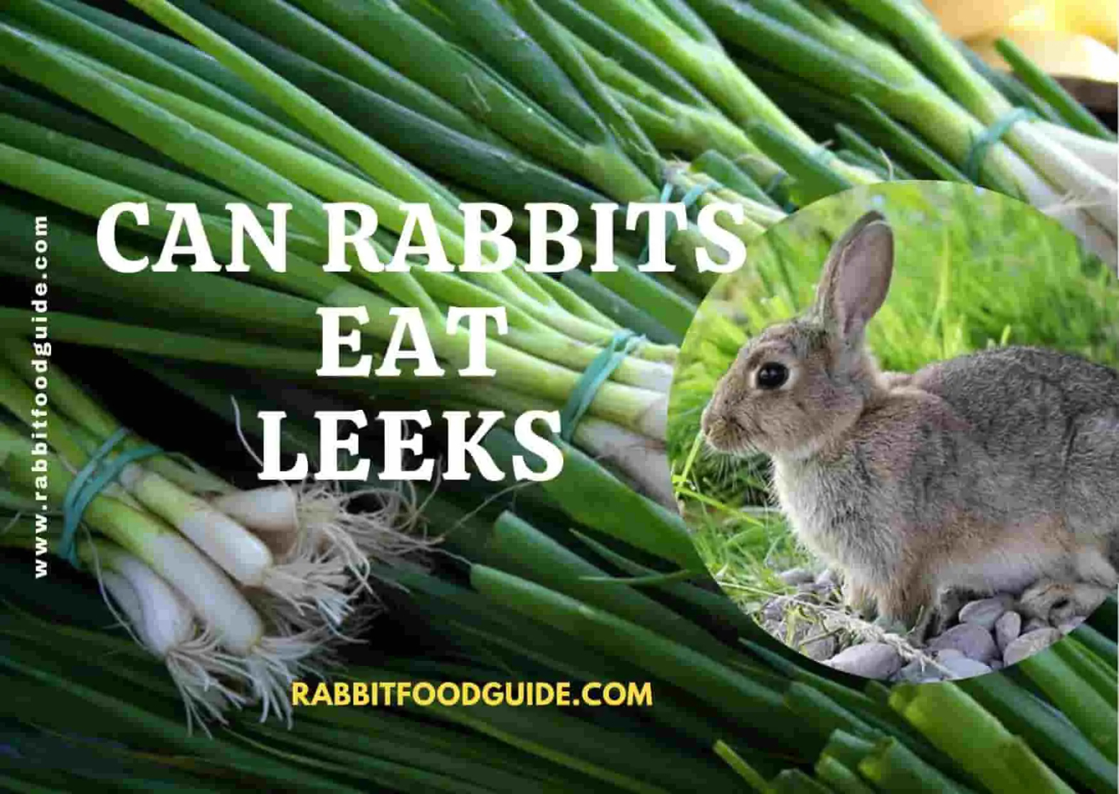 Can Rabbits Eat Leeks? Risk, Issues & Complete Guide