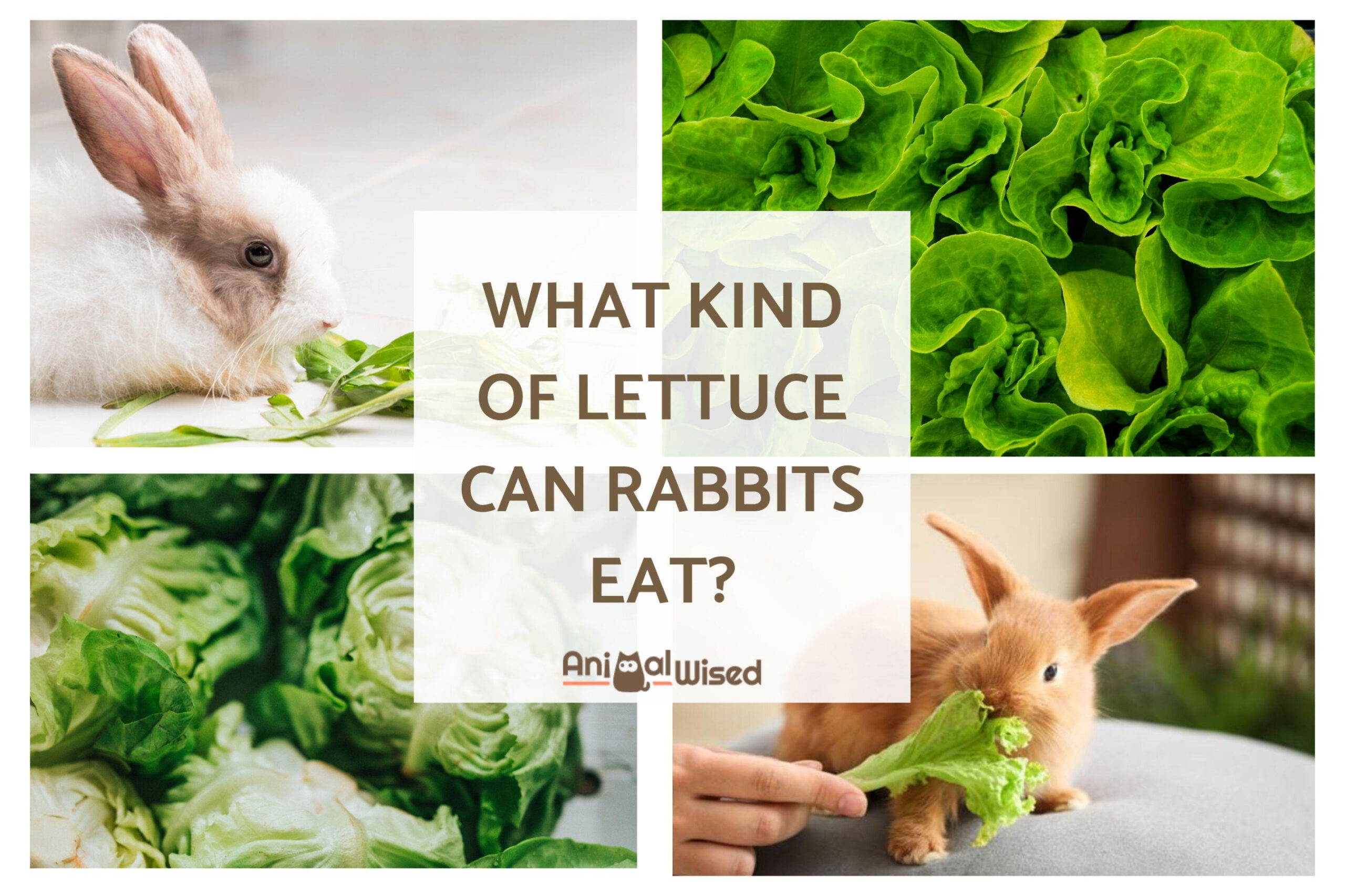 Can Rabbits Eat Lettuce? - What Kind of Lettuce Can Rabbits Eat?