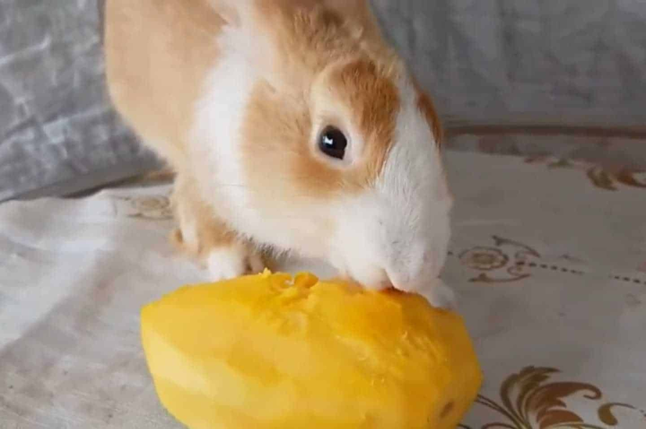 Can Rabbits Eat Mango? (Safety, Benefits, Risks & Feeding Tips)