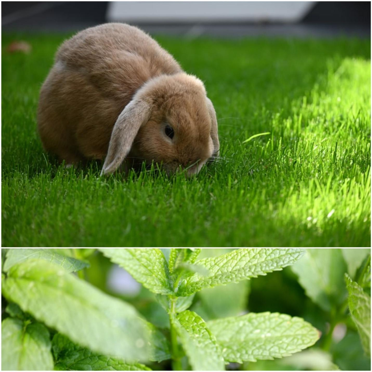 Can Rabbits Eat Mint? - Everything Bunnies