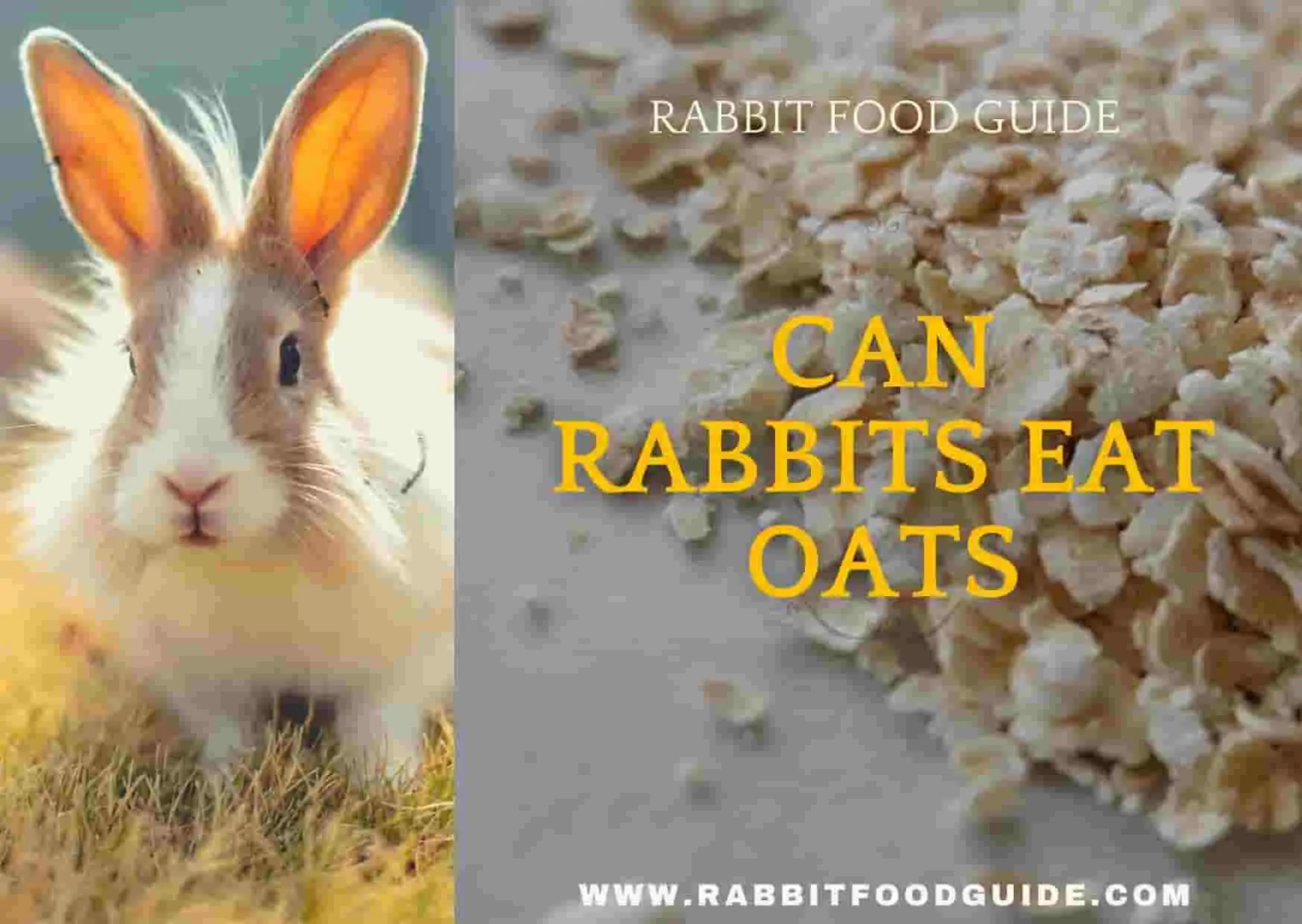 Can Rabbits Eat Oats? Risk, Issues & Complete Guide