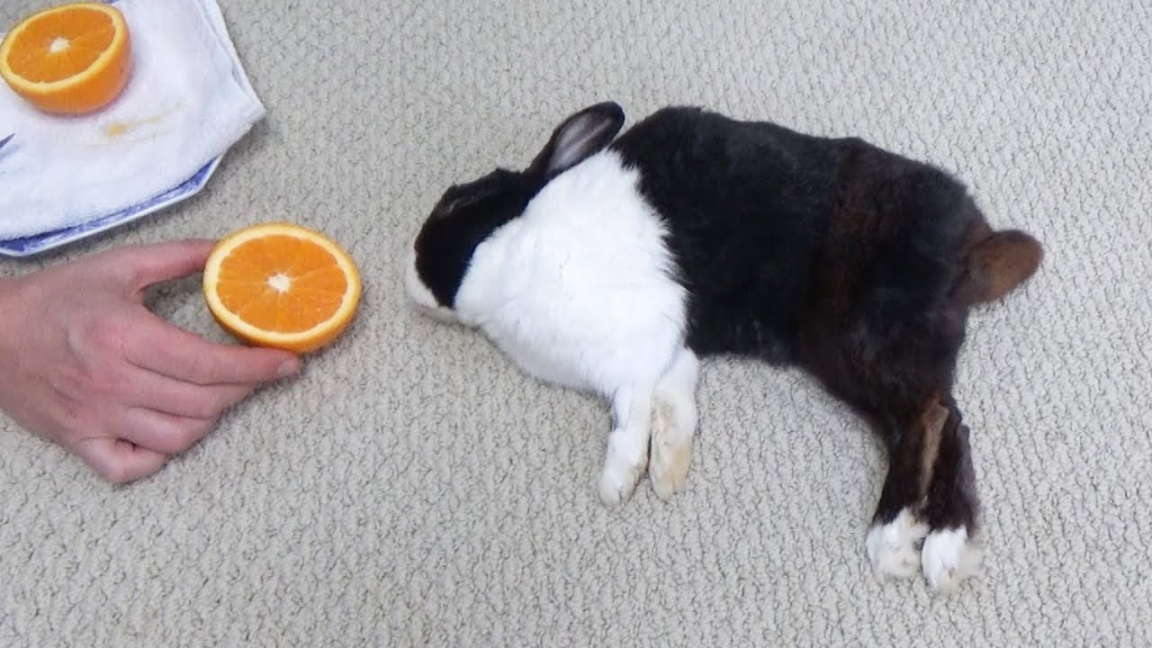 Can Rabbits Eat Orange Peels? A Complete Guide