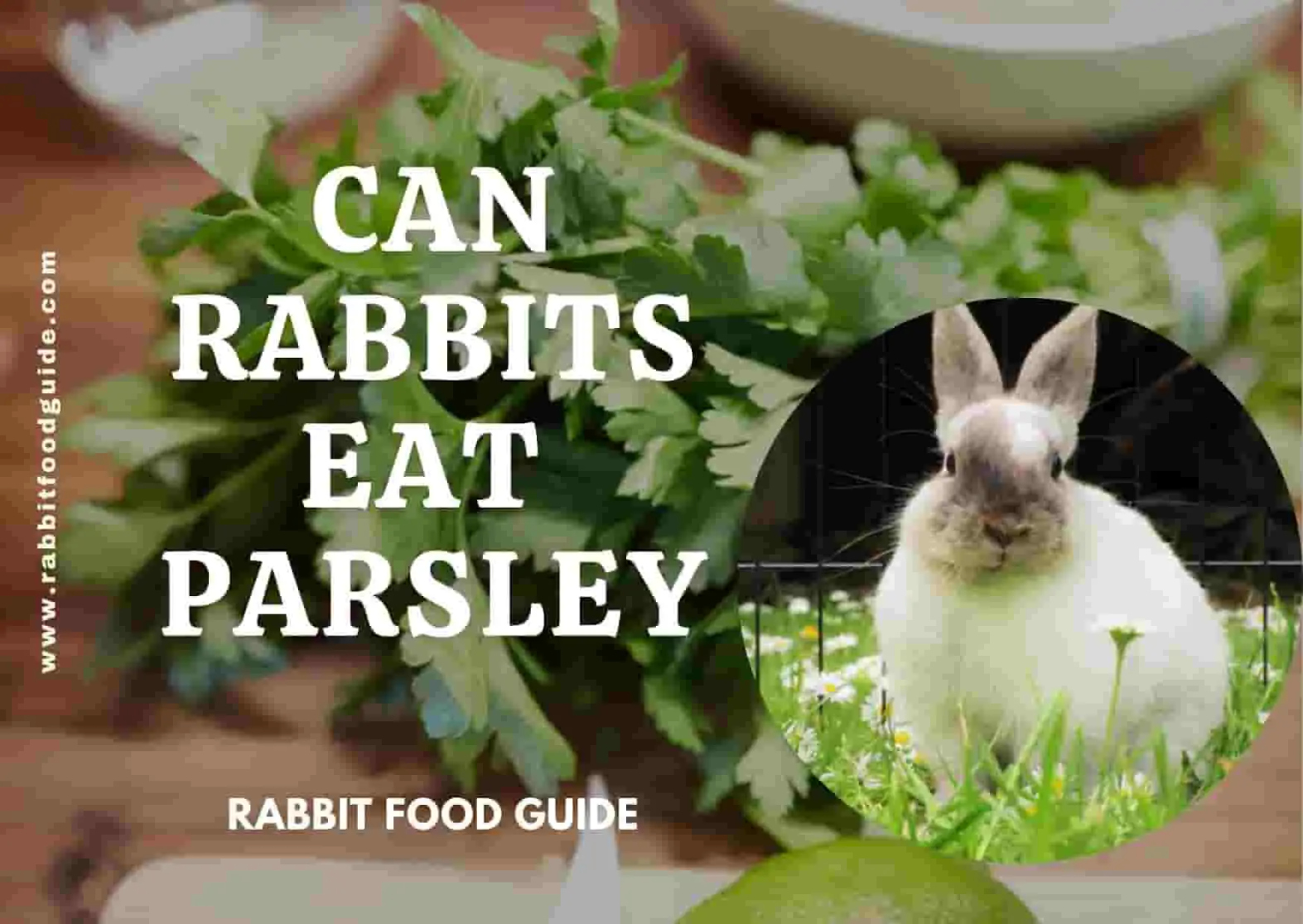 Can Rabbits Eat Parsley? Complete Health Guide & Issues