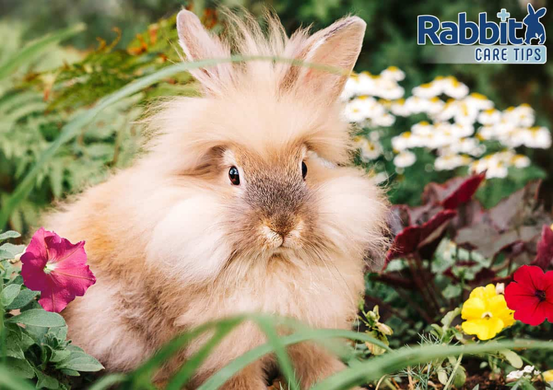 Can Rabbits Eat Petunias? — Rabbit Care Tips