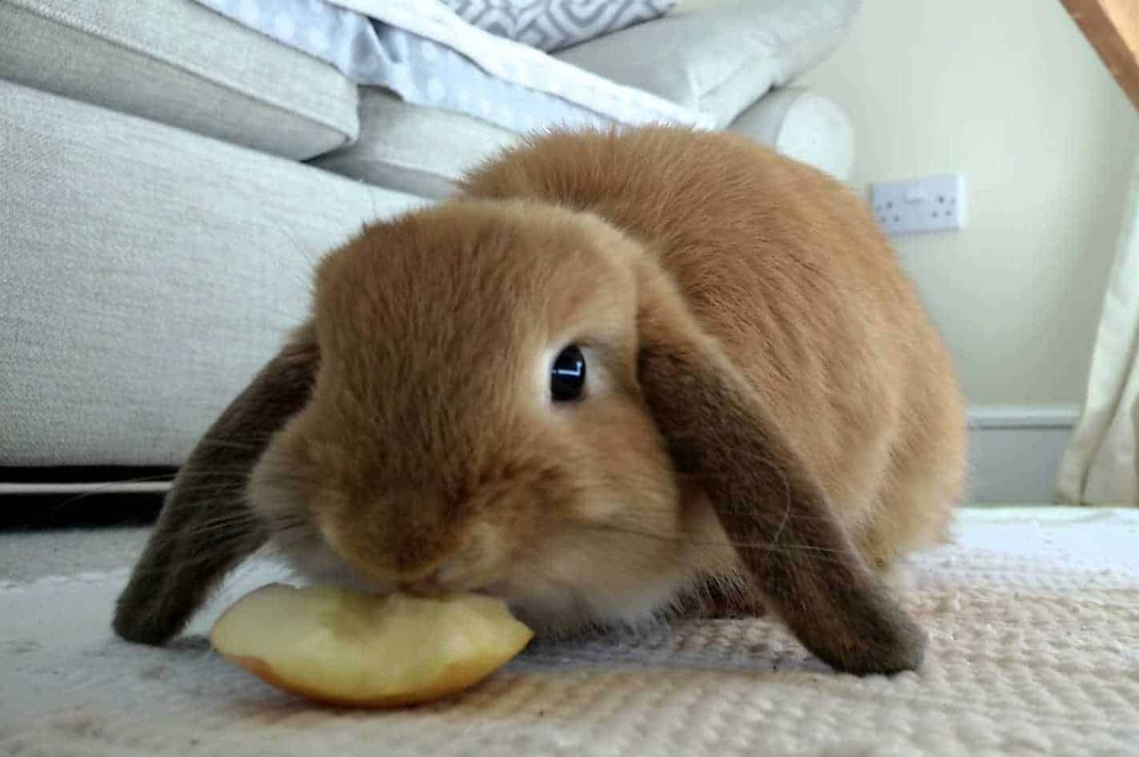 Can Rabbits Eat Potatoes? (Nutrition, Benefits & Feeding Tips)