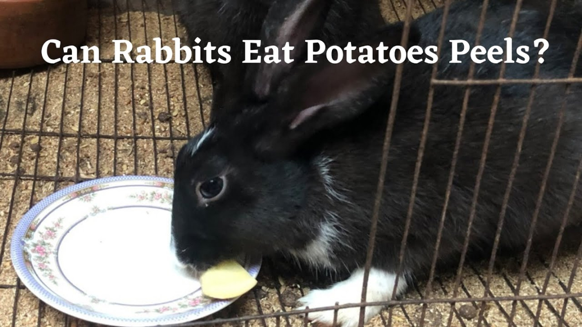 Can Rabbits Eat Potatoes Peels? - Must See This