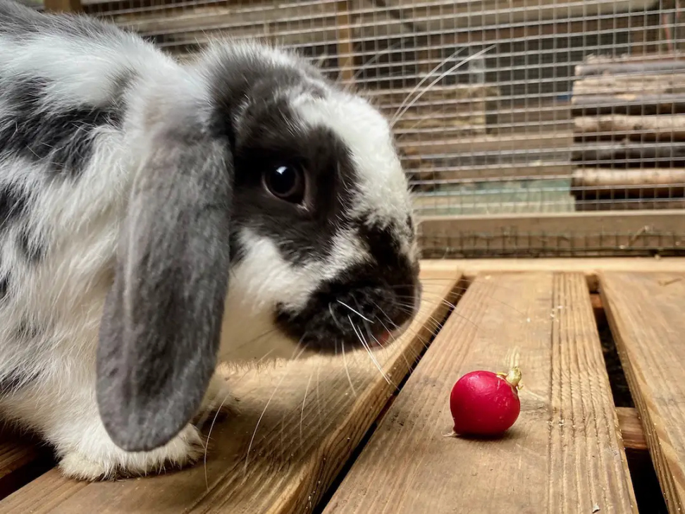 Can rabbits eat radishes? - New Rabbit Owner