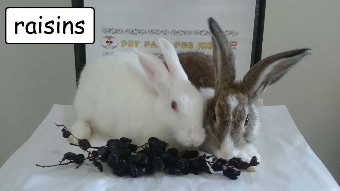 Can Rabbits Eat Raisins? Complete Health Guide & Issues