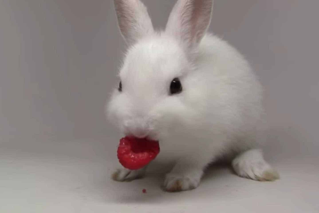 Can Rabbits Eat Raspberries? (Nutrition, Benefits, and Feeding Tips)