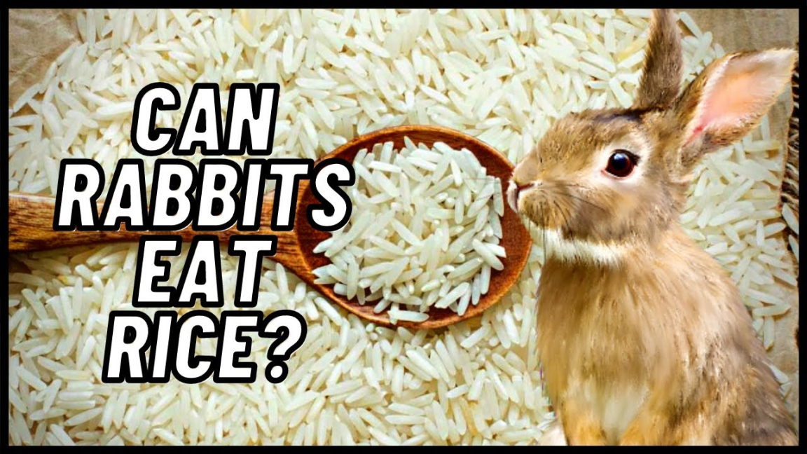 Can Rabbits Eat Rice?
