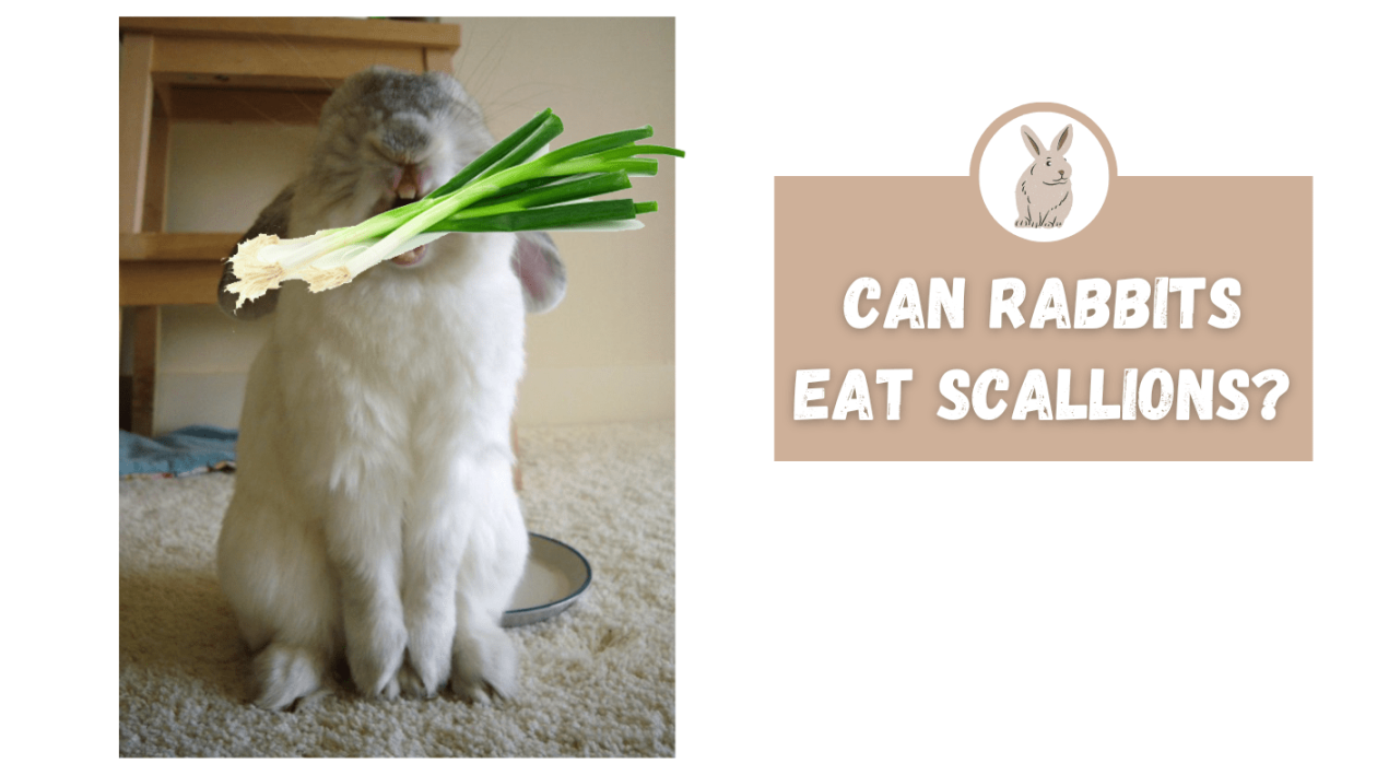 Can Rabbits Eat Scallions? - The Rabbit Expert