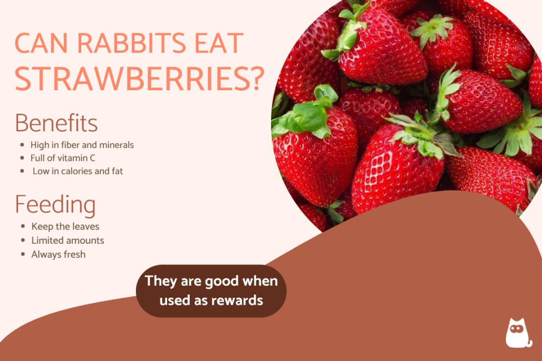 Can Rabbits Eat Strawberries? - Benefits, Feeding and Other Factors