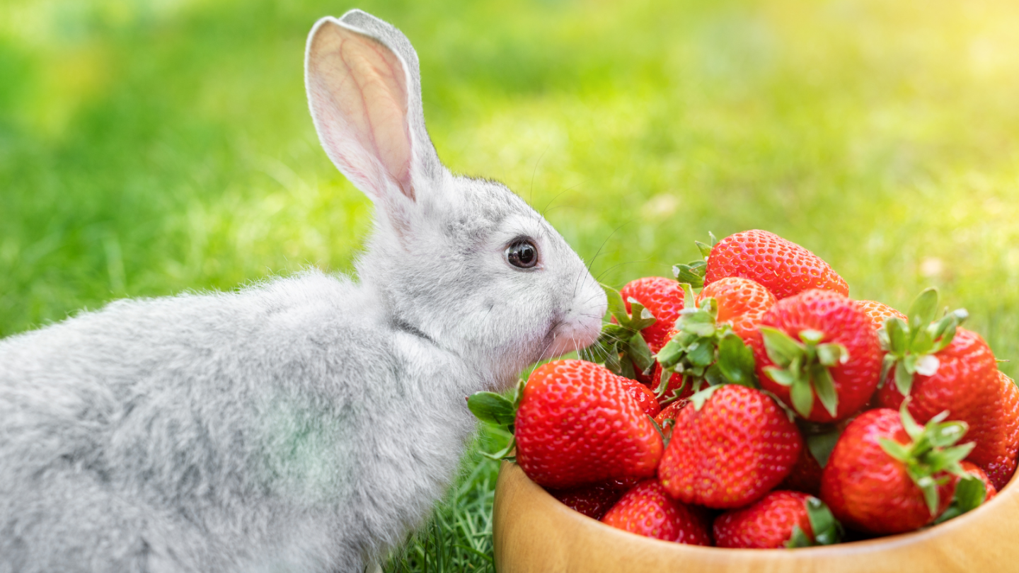 Can rabbits eat strawberries? - Vital Pet Club - Expert pet advice