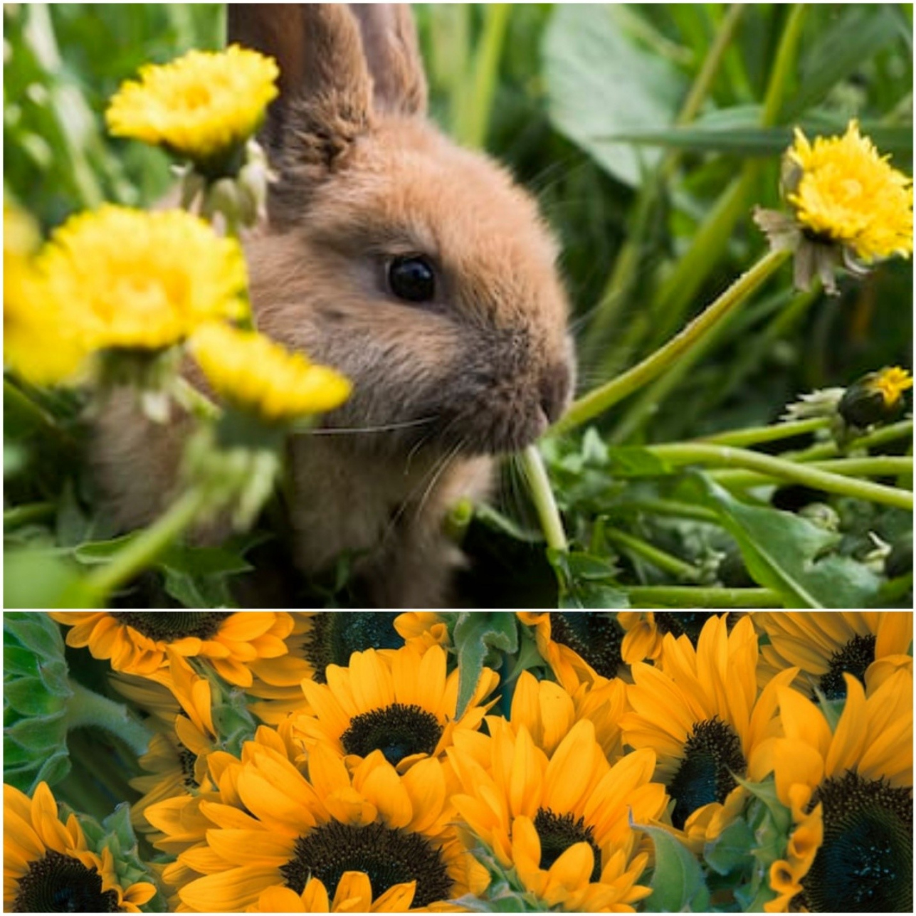 Can Rabbits Eat Sunflowers? - Everything Bunnies