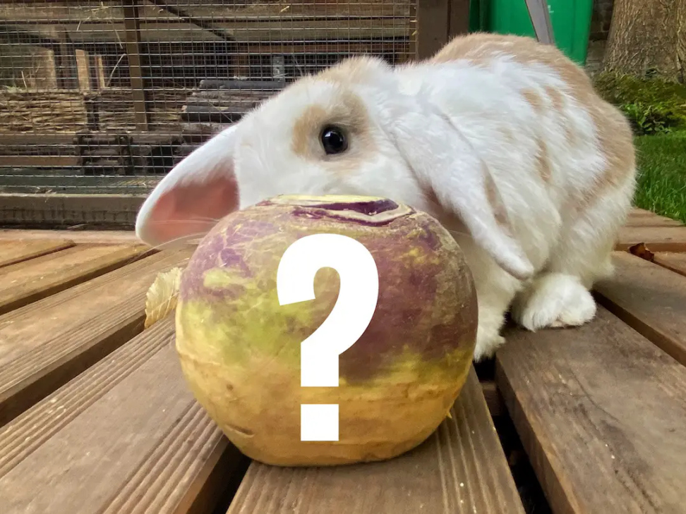 Can rabbits eat swede (rutabaga)? - New Rabbit Owner