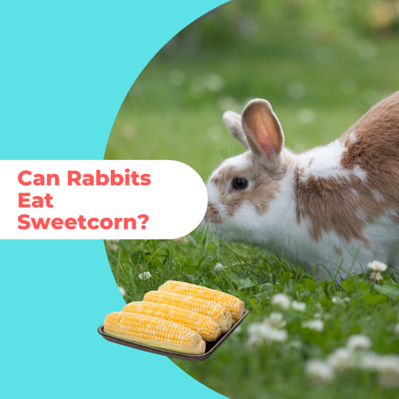 Can Rabbits Eat Sweetcorn - Reasons Why We Advise Not