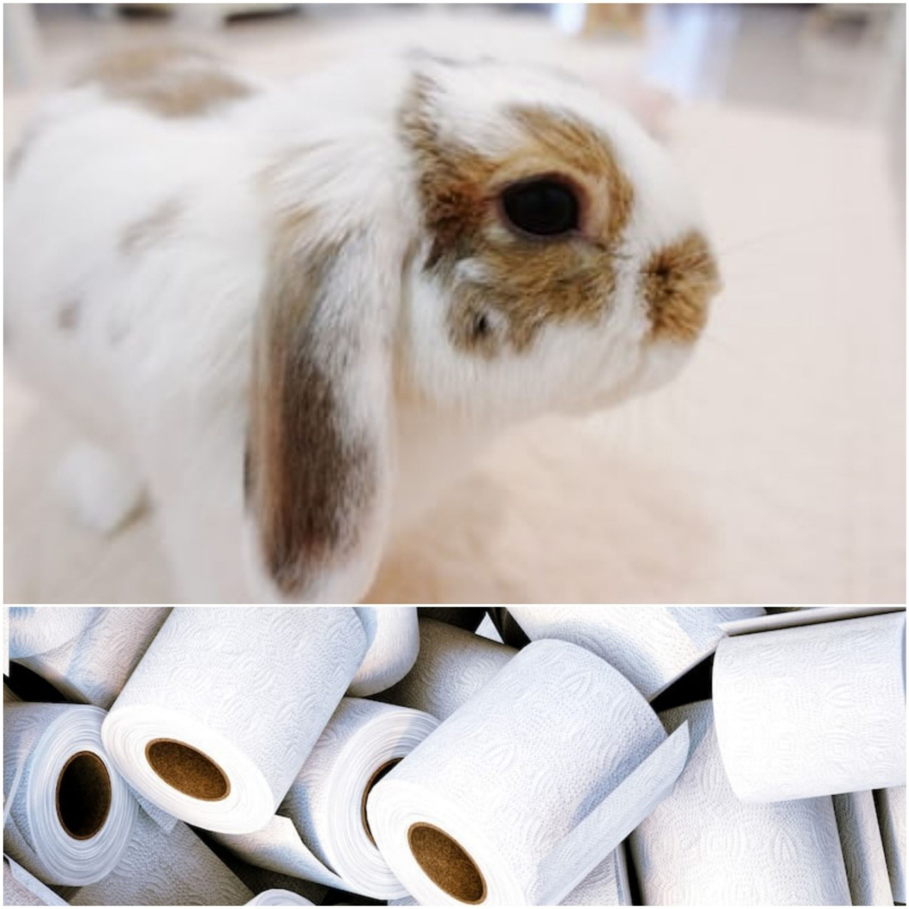 Can Rabbits Eat Toilet Paper? - Everything Bunnies