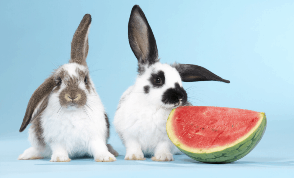 Can Rabbits Eat Watermelon (Including Watermelon Rind)?