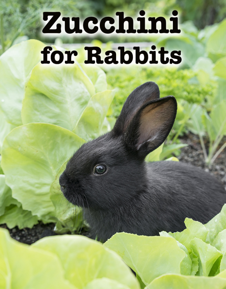 Can Rabbits Eat Zucchini And How Much Is Okay For Them To Munch!