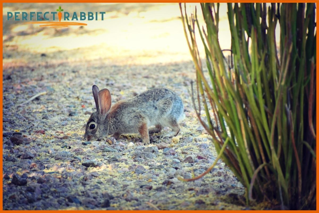 Can Rabbits Get Salmonella from Lettuce? Examining Foodborne Risks