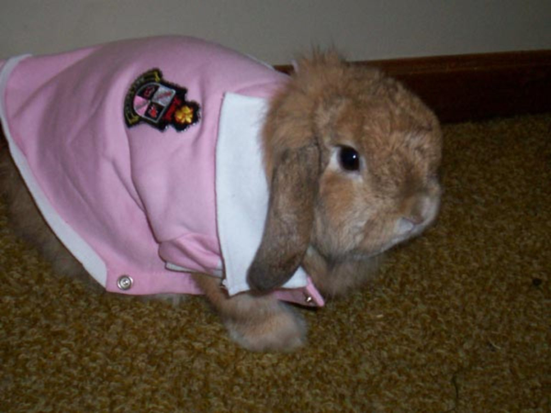 Can Rabbits Wear Clothes? - PetHelpful