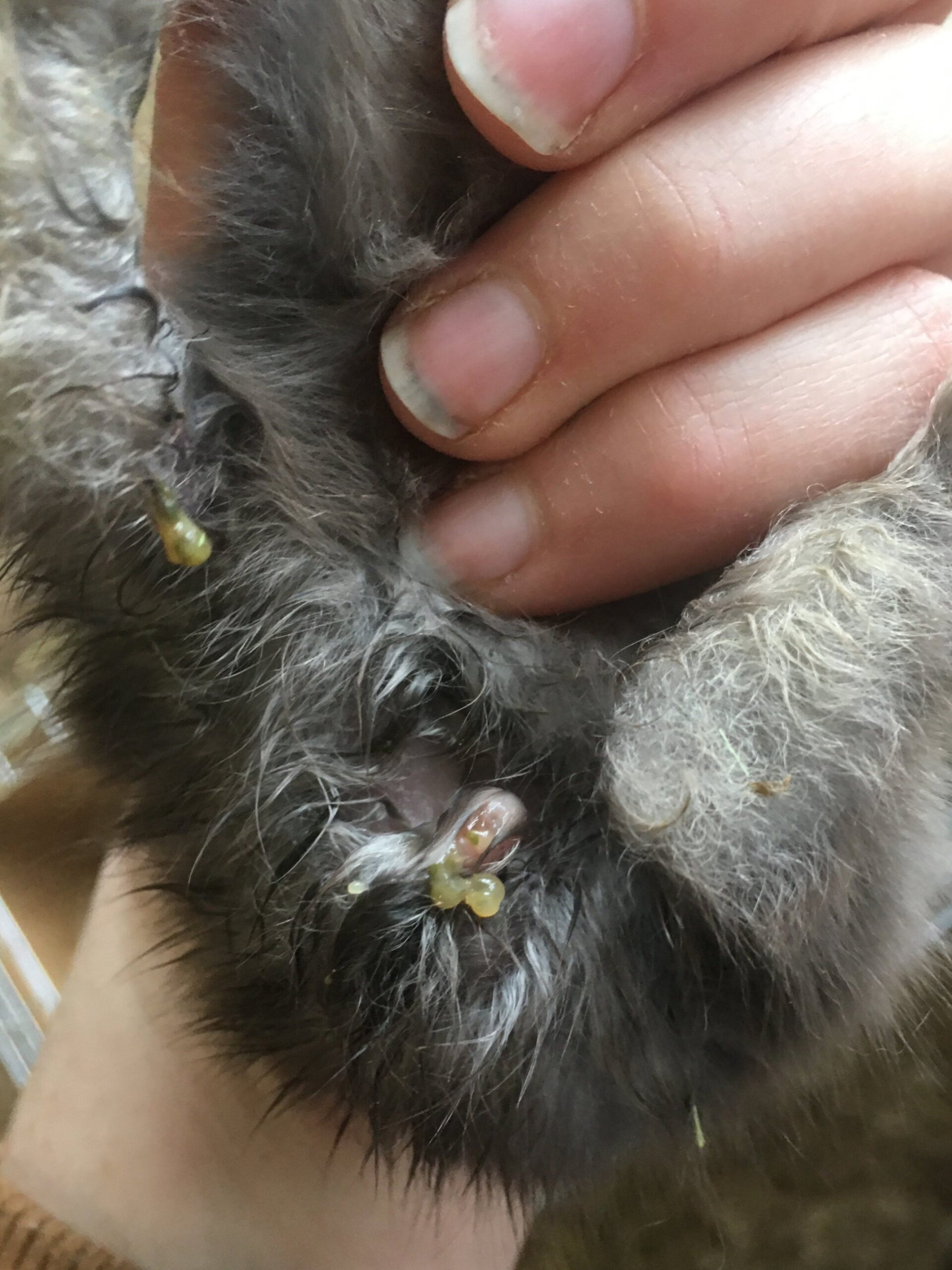 Coccidiosis-caused Mucoid Enteritis in Bunnies — WING & WOOL