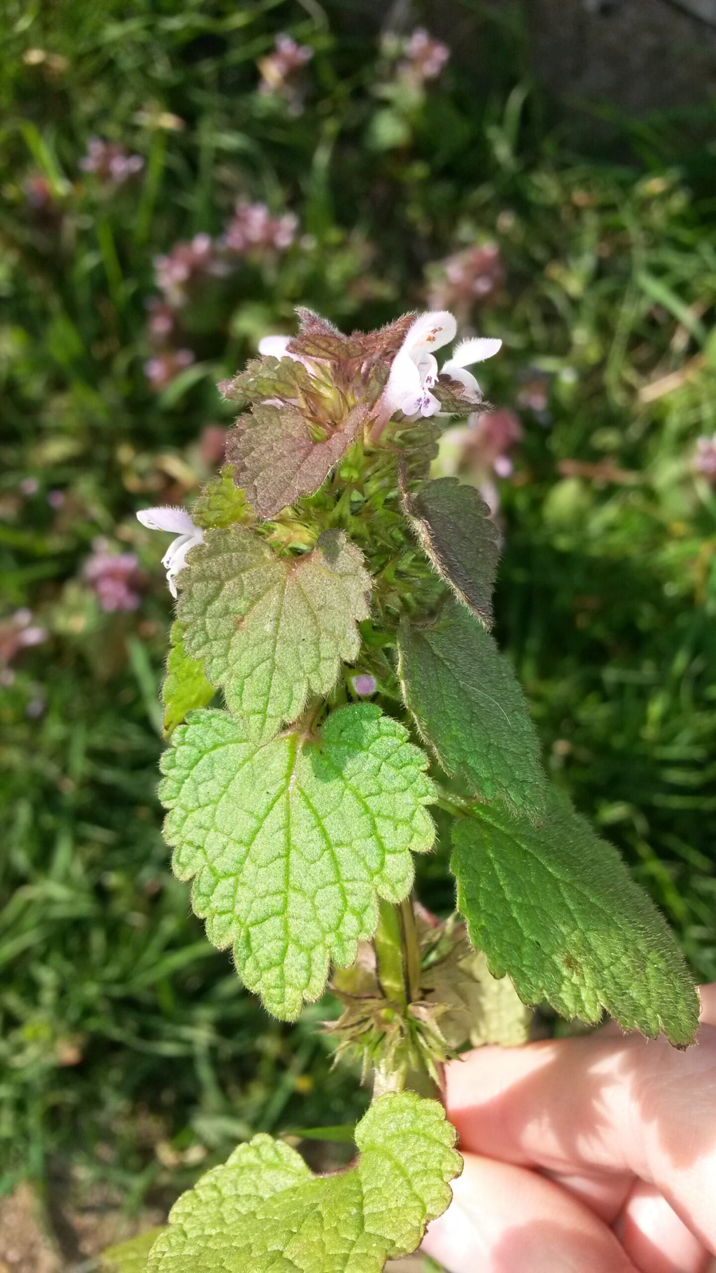 Dead -nettle – free food for rabbits – Companion Animal Nutrition