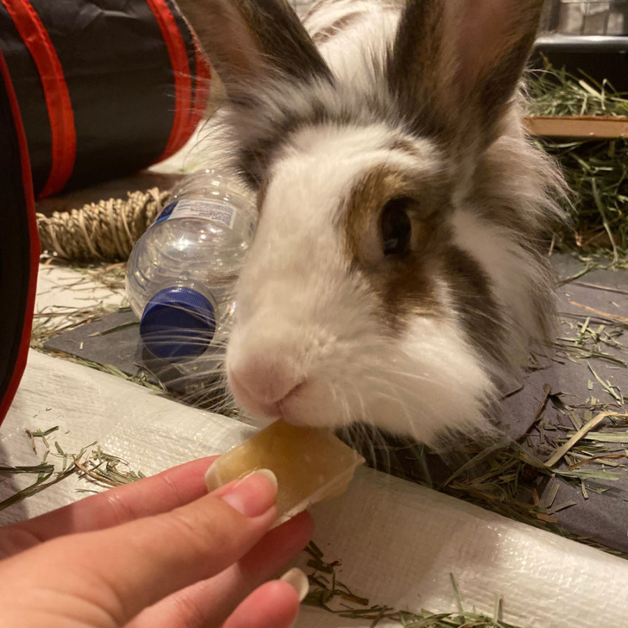 Delicious Frozen Banana Treats!