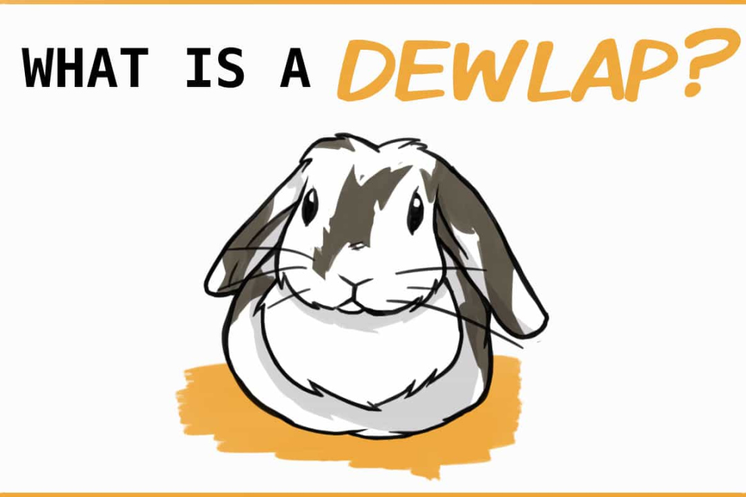 Dewlap: The Rabbit Double Chin