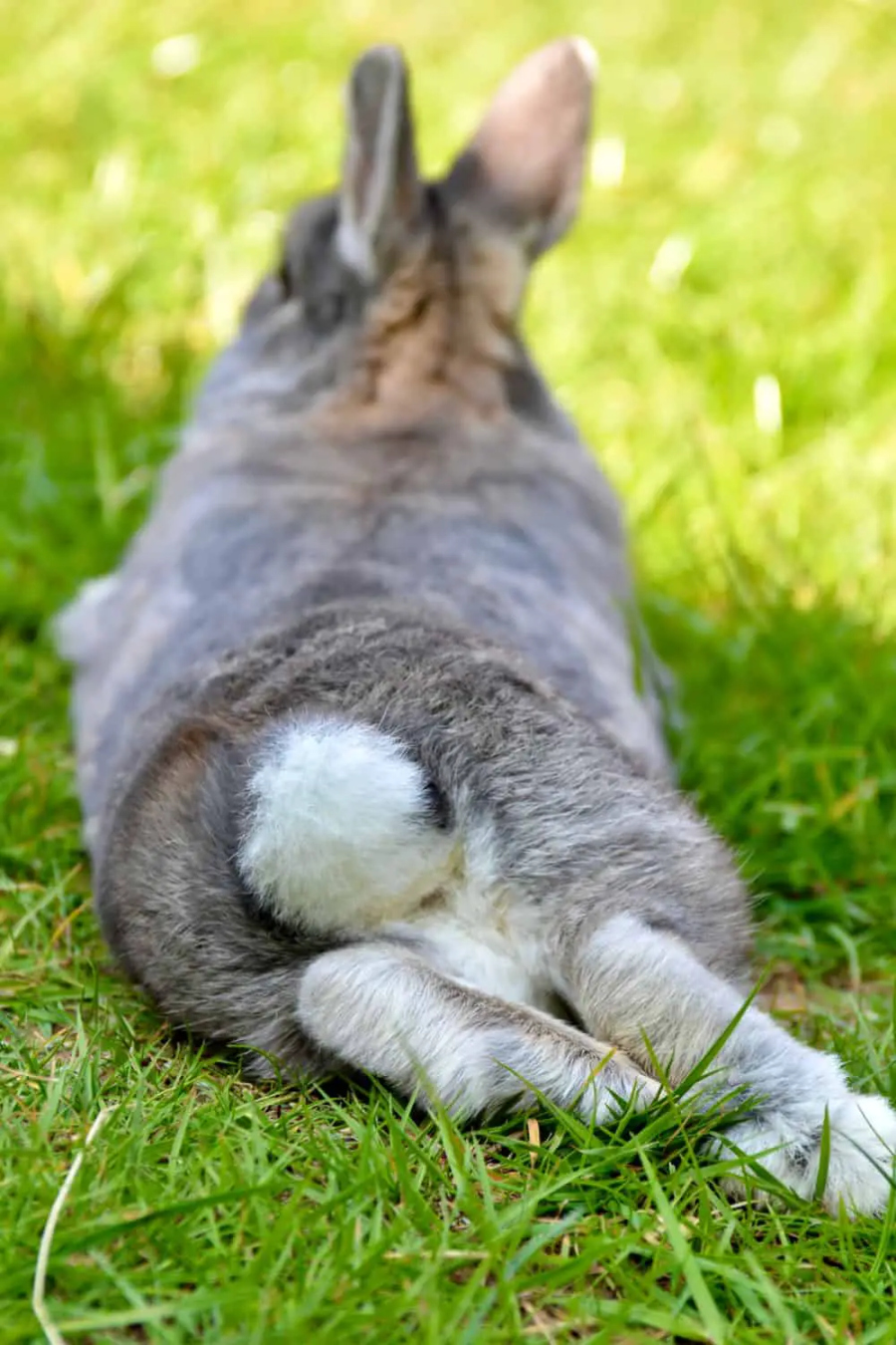 Do Bunny Tails Fall Off? Everything You Need to Know