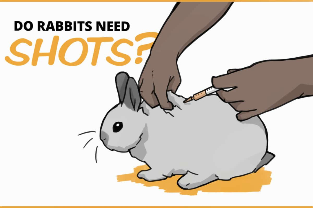 Do Pet Rabbits Need Any Shots or Vaccinations?