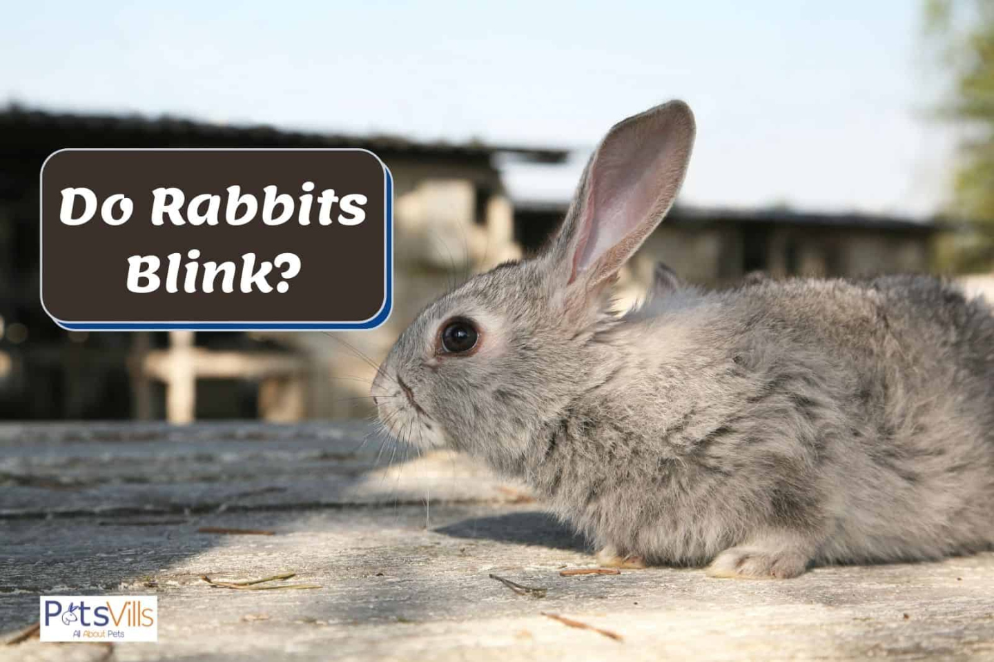 Do Rabbits Blink? (Eyesight, Eye Problems, and Treatments)