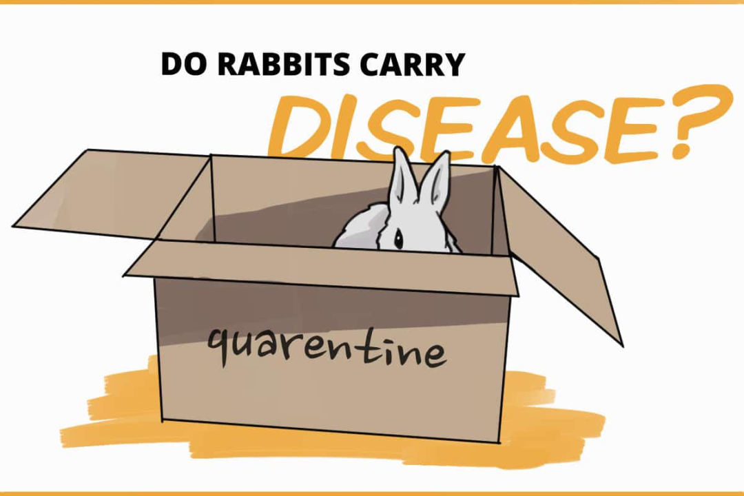 Do Rabbits Carry Any Contagious Diseases?