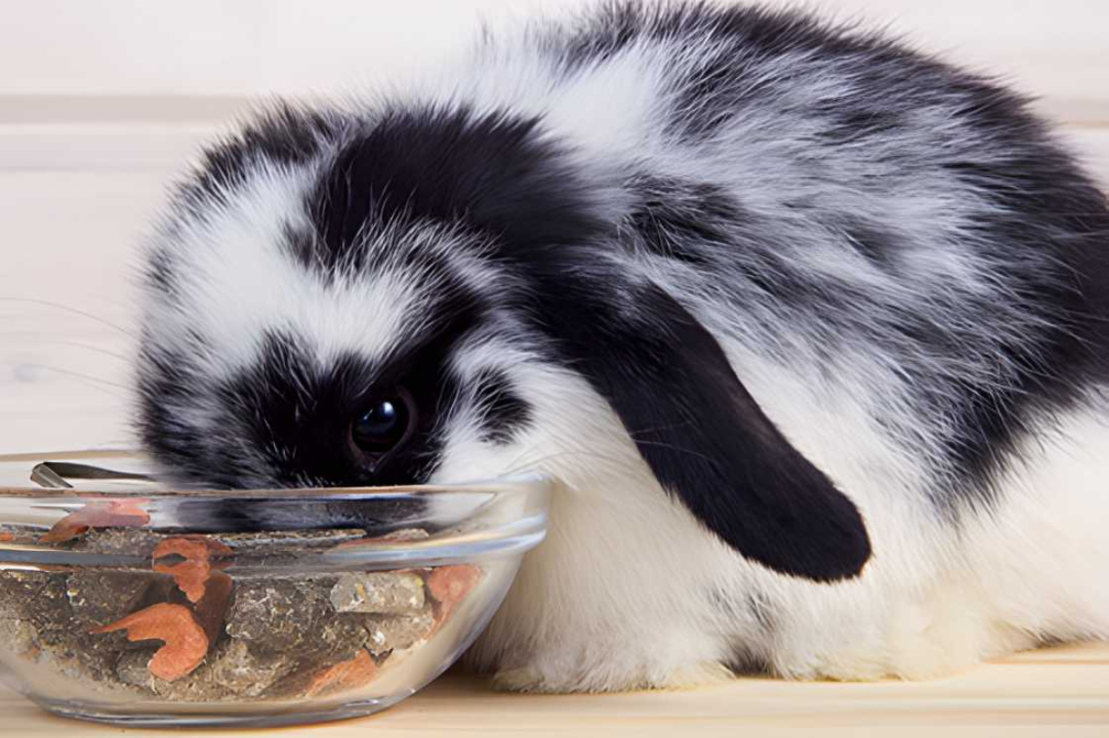 Do Rabbits Eat Bugs? ( Common Bugs)
