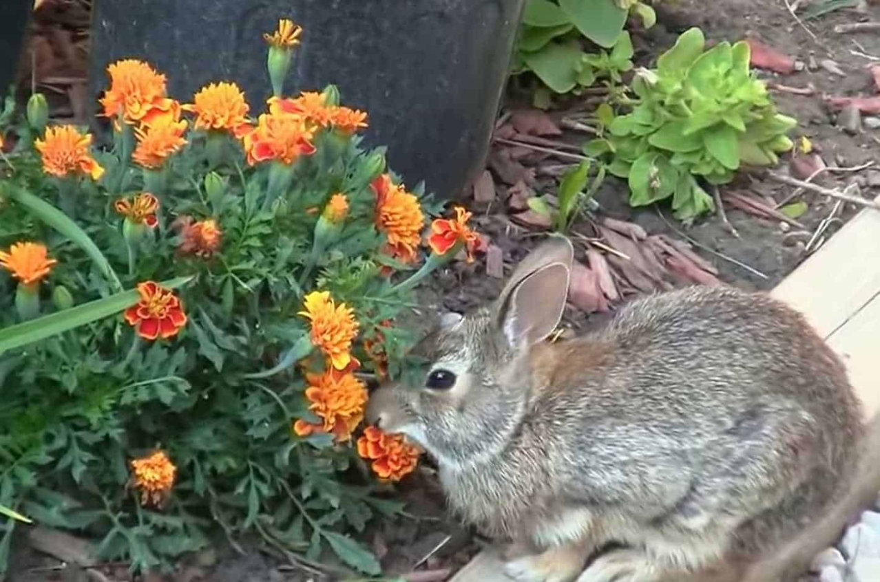 Do Rabbits Eat Marigolds? (Nutrition, Benefits, and Feeding Tips)