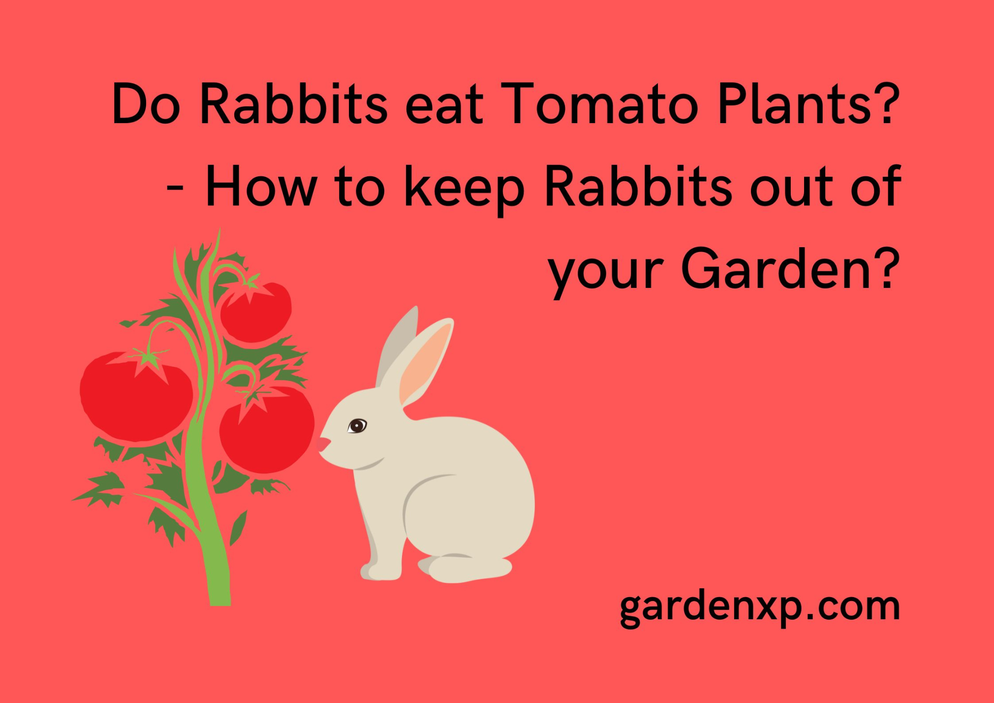 Do Rabbits eat Tomato Plants? - How to keep Rabbits out of your