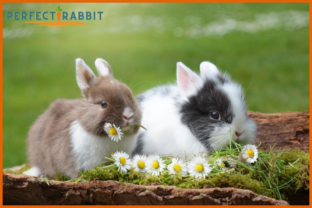 Do Rabbits Eat Wisteria? Blooms and Bunny Palates