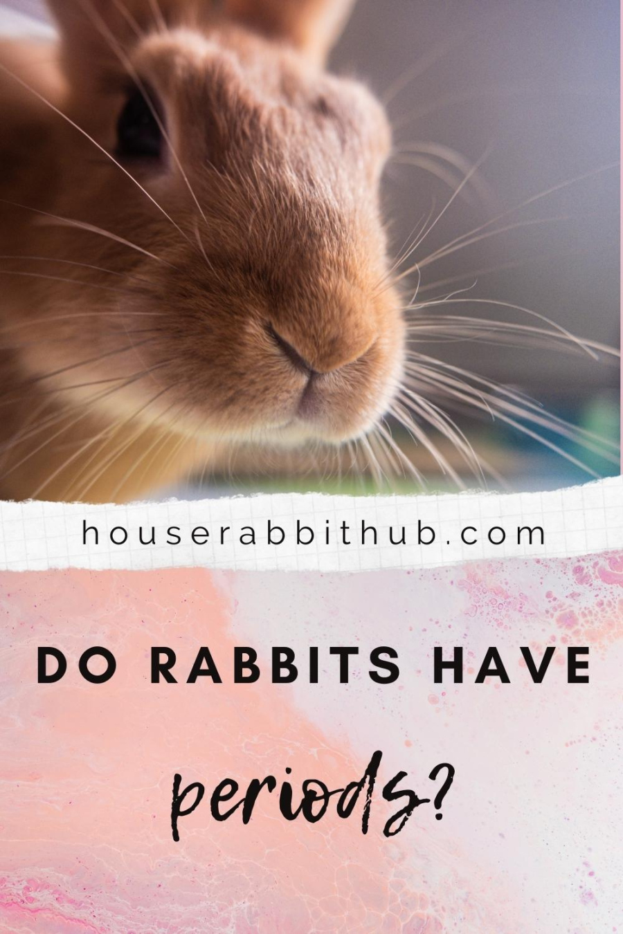 Do Rabbits Have Periods? - House Rabbit Hub