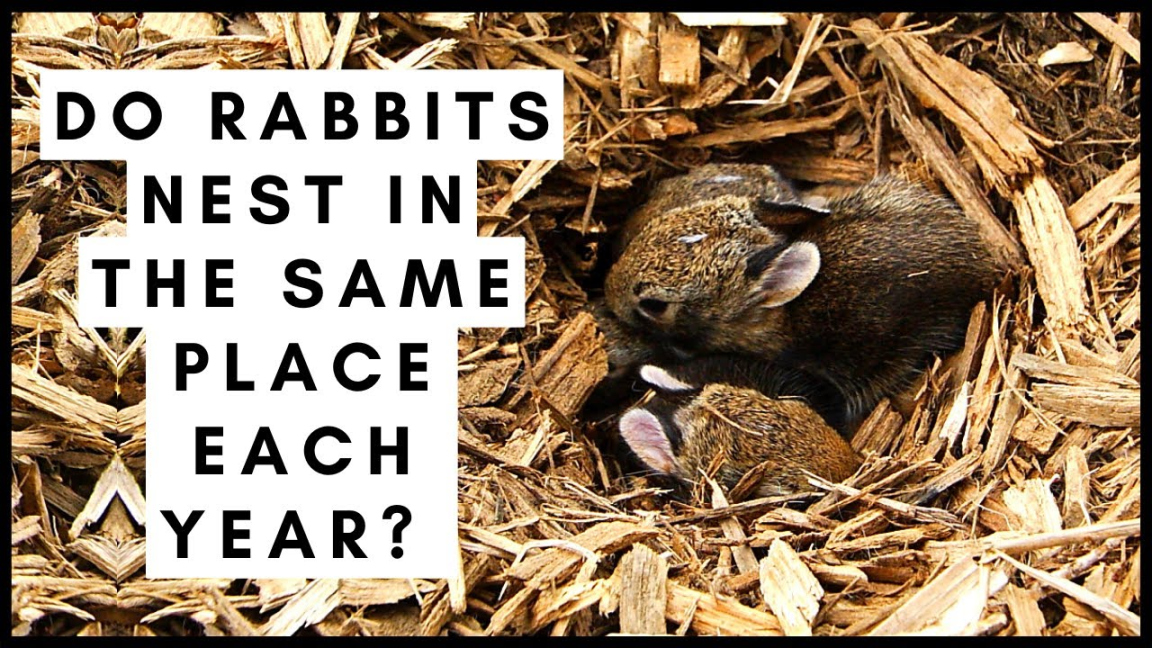 Do Rabbits Nest In The Same Place Each Year?