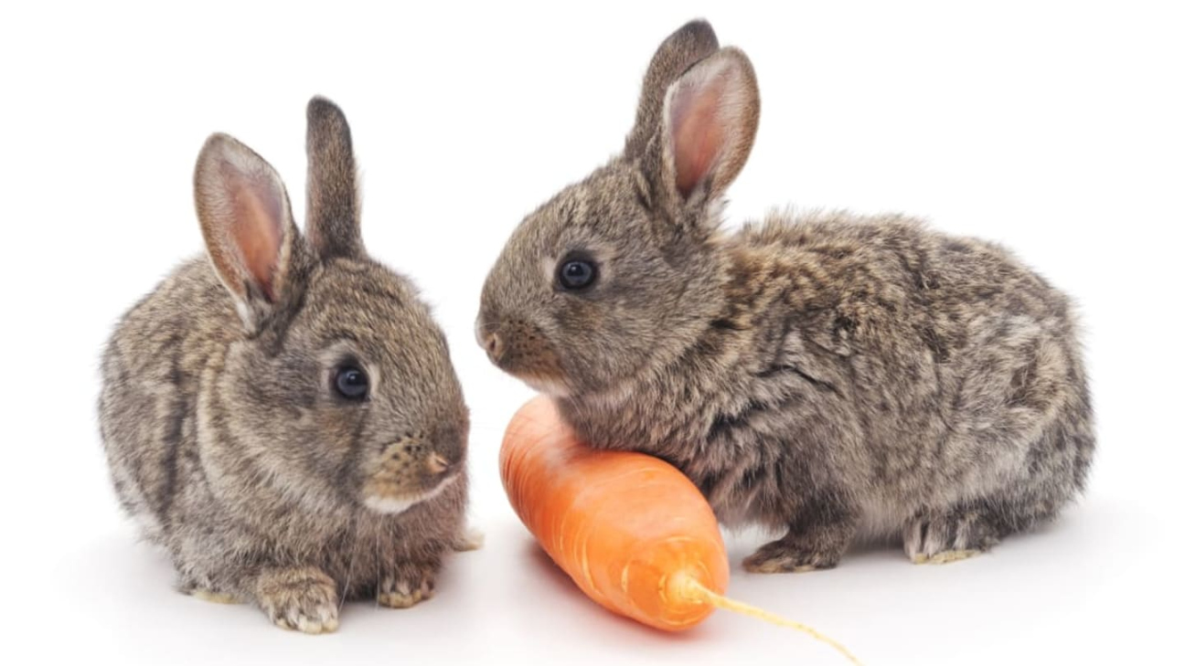 Do Rabbits Really Love Carrots? Mental Floss