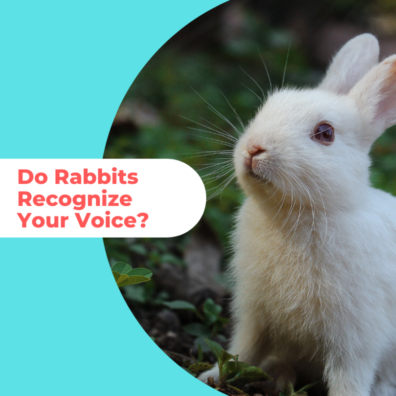Do Rabbits Recognize Your Voice %year% - Rabbit Care Box