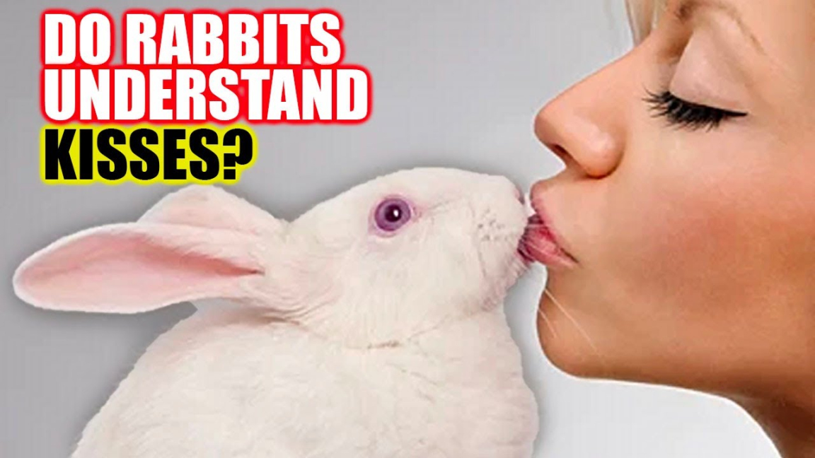 Do Rabbits Understand Kisses and Hugs?