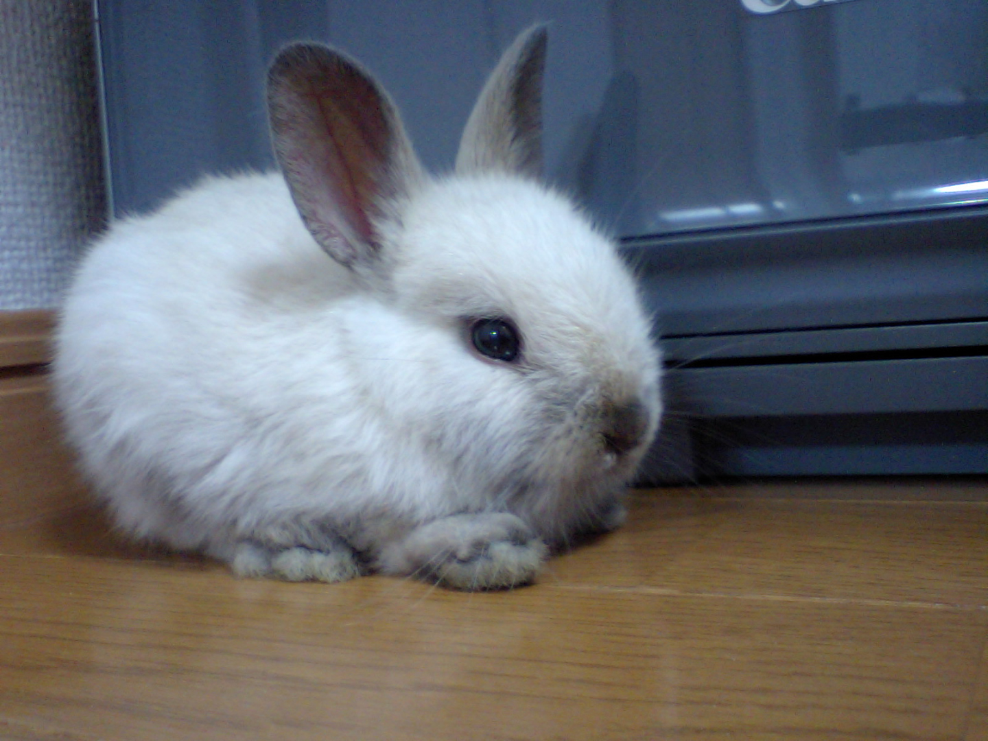 Dwarf rabbit - Wikipedia