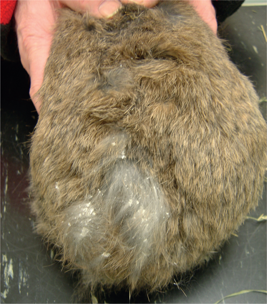 Endo and ectoparasites in rabbits The Veterinary Nurse