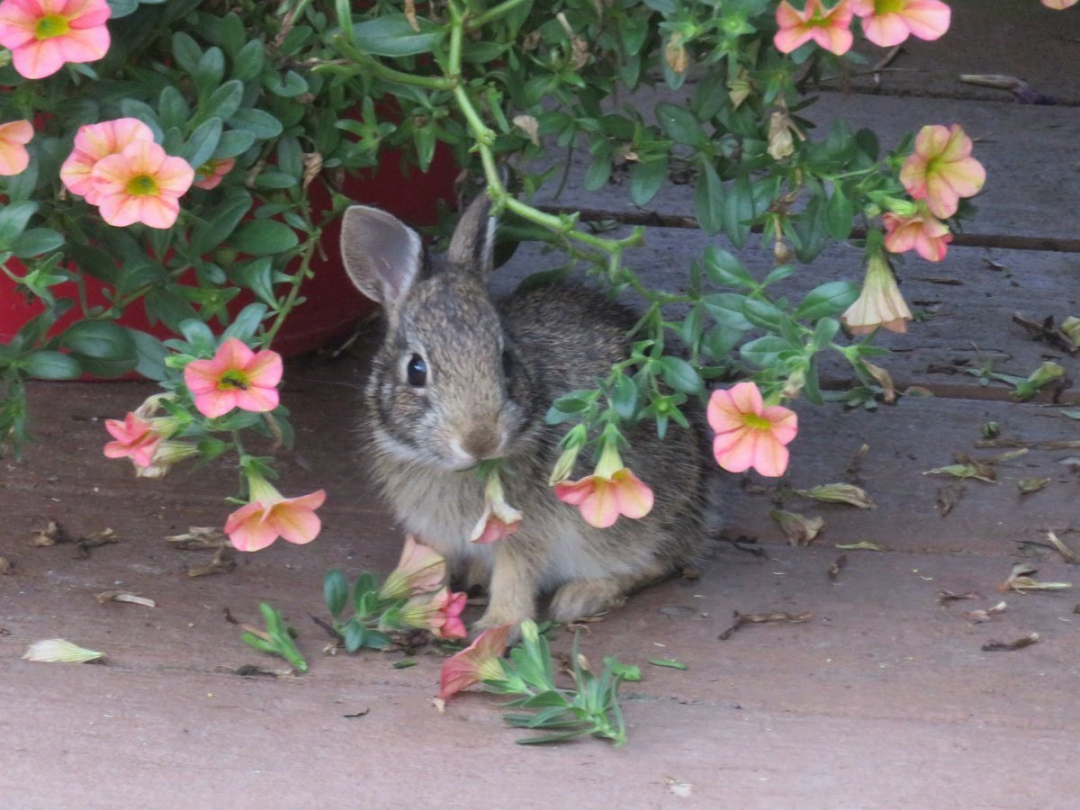 Expert Garden Advice on Rabbit Resistant Flowers - Birds and Blooms