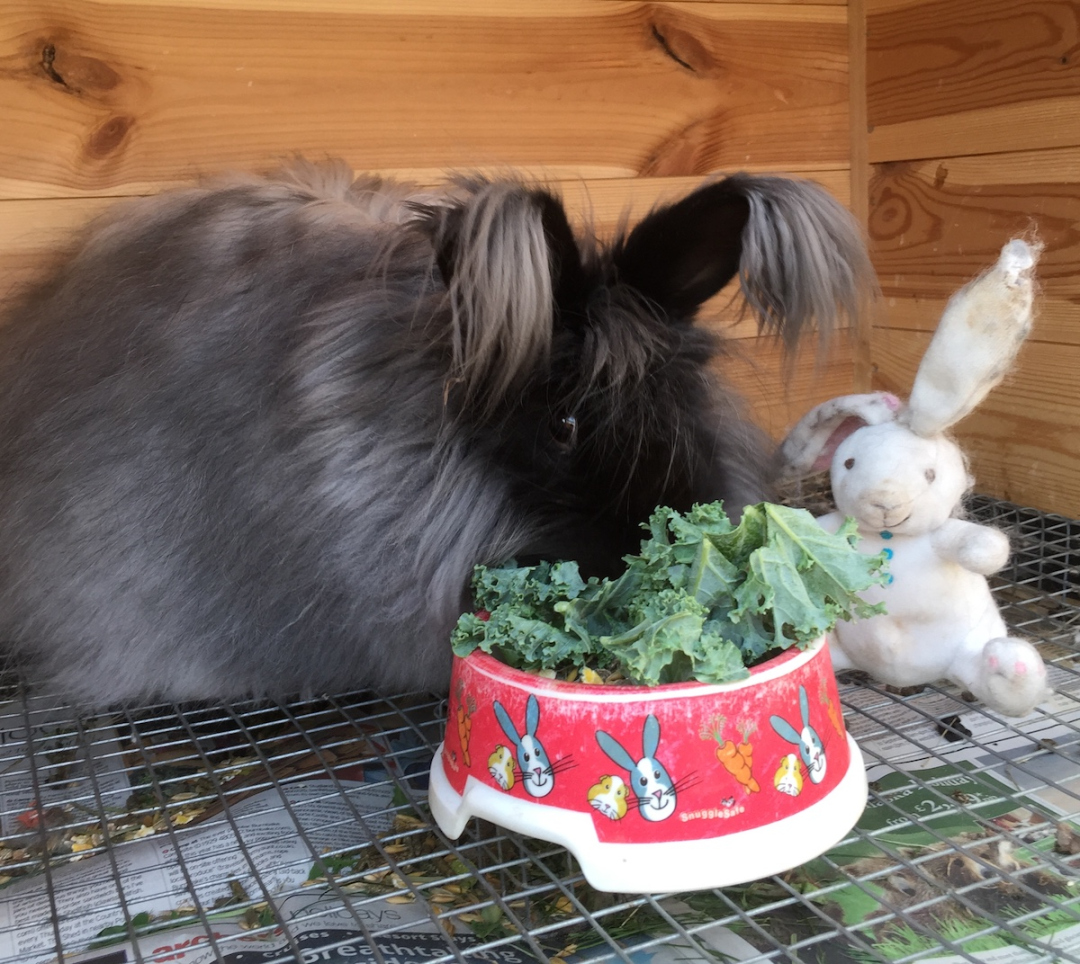 Feeding angora rabbits - UK National Angora Rabbit Club