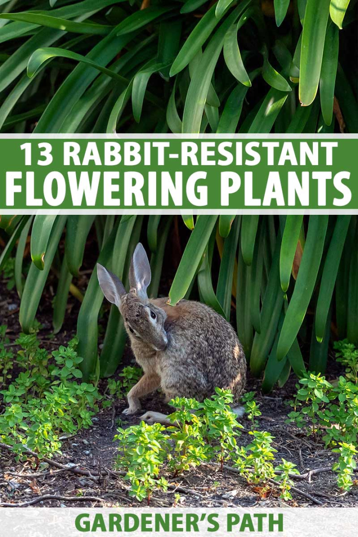 Flowering Plants Rabbits Will Leave Alone Gardener